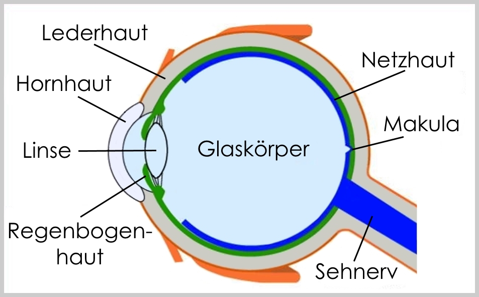 Das Auge